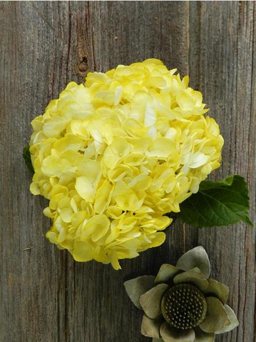 PAINTED YELLOW #16  TINTED HYDRANGEAS